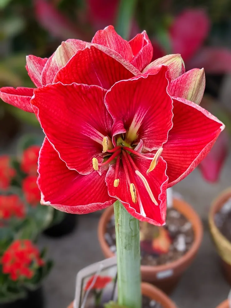 red amaryllis flower