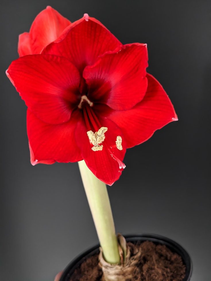 All about properly growing amaryllis bulbs indoors!