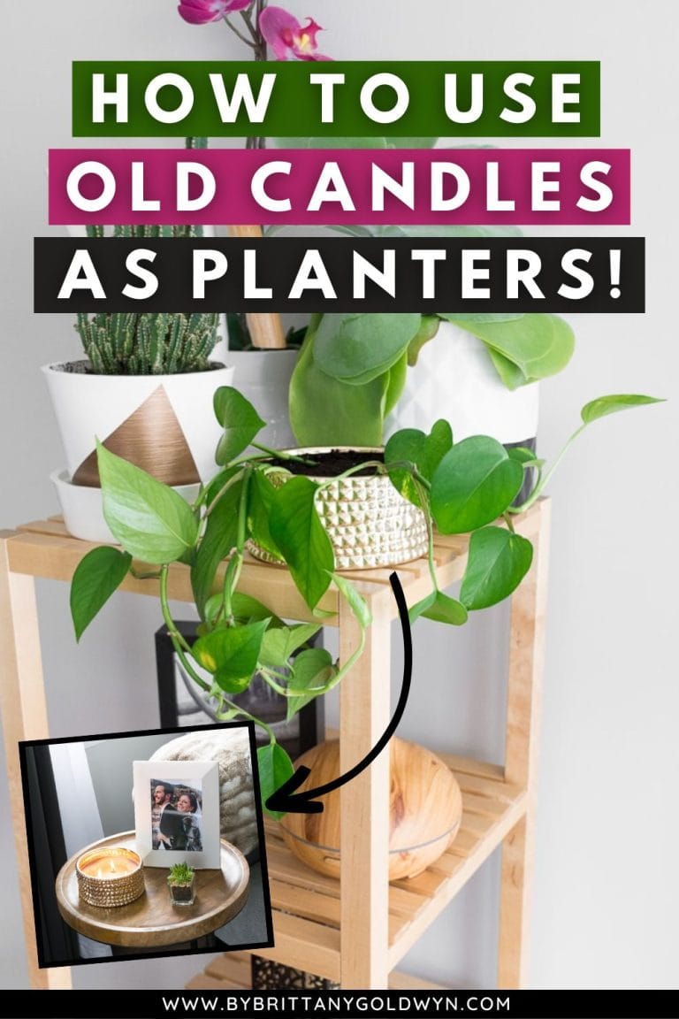 Using Candle Holders as Planters What You Need to Know!