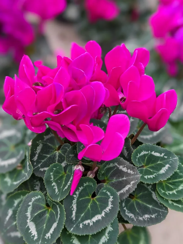 magenta cyclamen in bloom