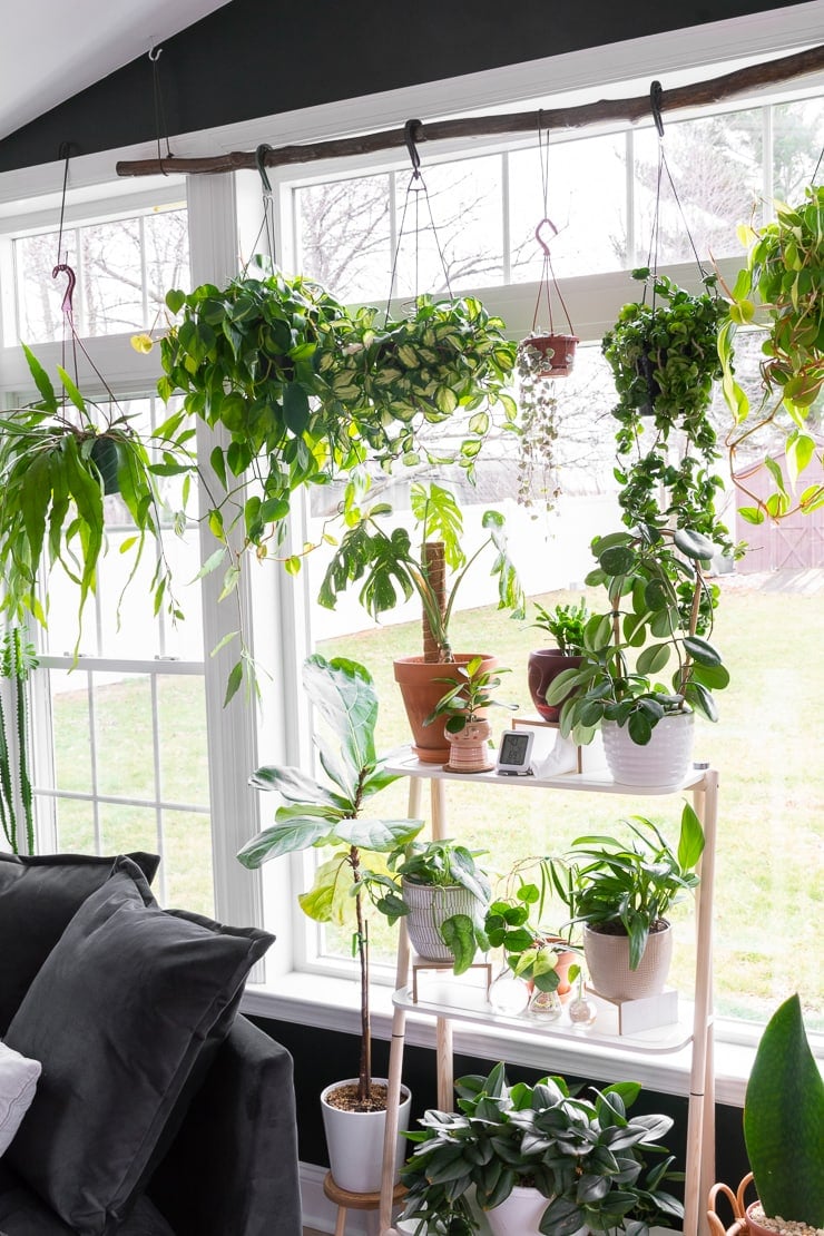 How To Remove Ceiling Plant Hooks Shelly Lighting