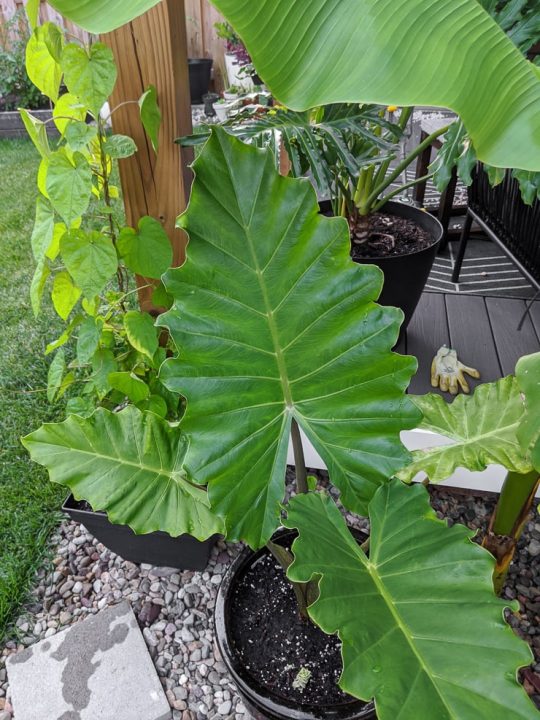 Learn about elephant ear care & growing them indoors and outside!