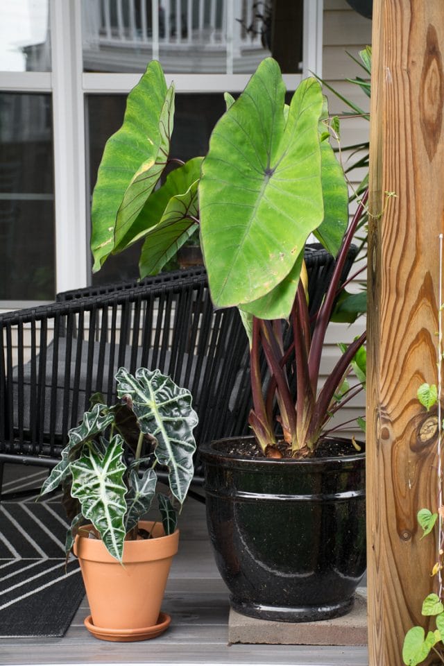 Learn about elephant ear care & growing them indoors and outside!