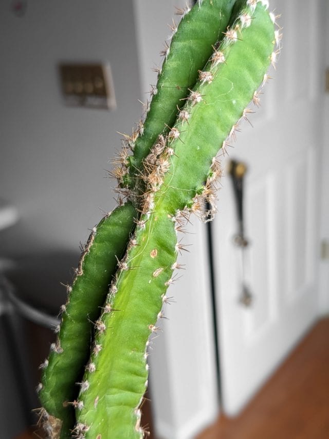 Fairy castle cactus care & helping this charming small cactus thrive