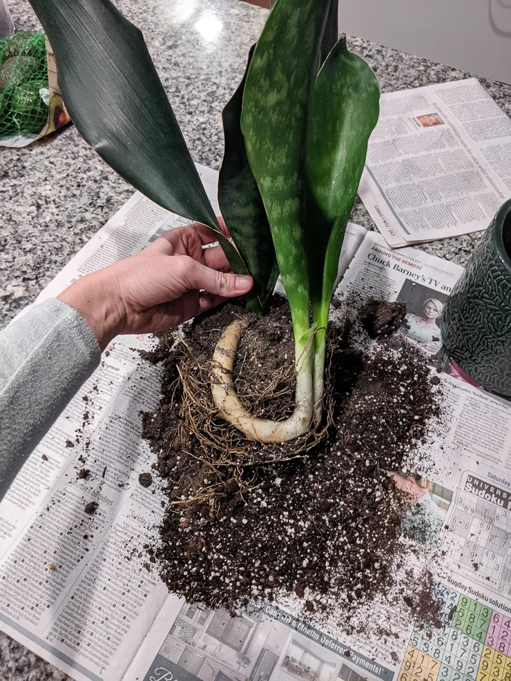 snake plant babies sprouting from a mother plant