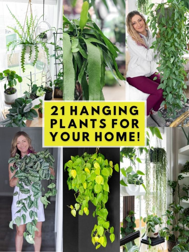 21 of the best stunning indoor hanging houseplants to bring home!