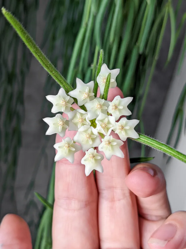 hoya linearis flower