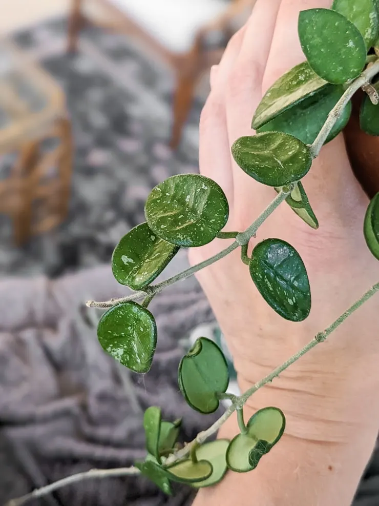 hoya mathilde plant