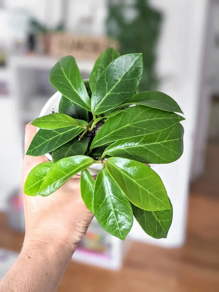hoya obscura