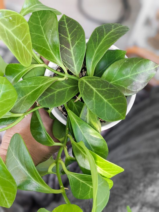 Hoya-Obscura-Care-9 - By Brittany Goldwyn | Live Creatively