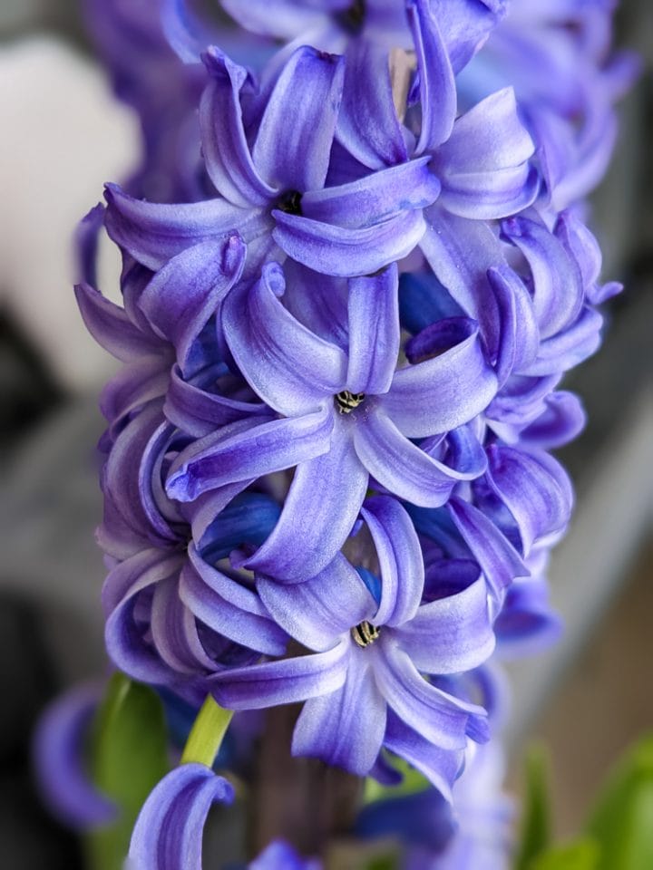 Learn how to grow and care for hyacinth flowers