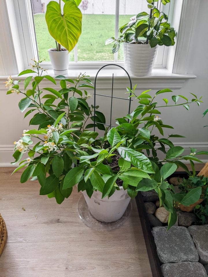 Learn about Meyer lemon tree & successfully growing it in a pot!