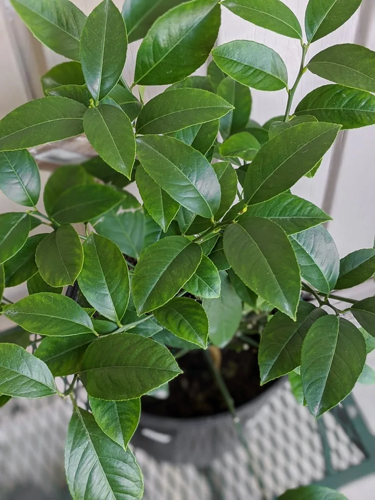 lemon tree foliage