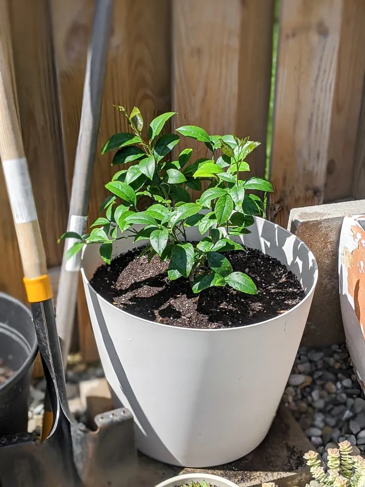 baby meyer lemon tree