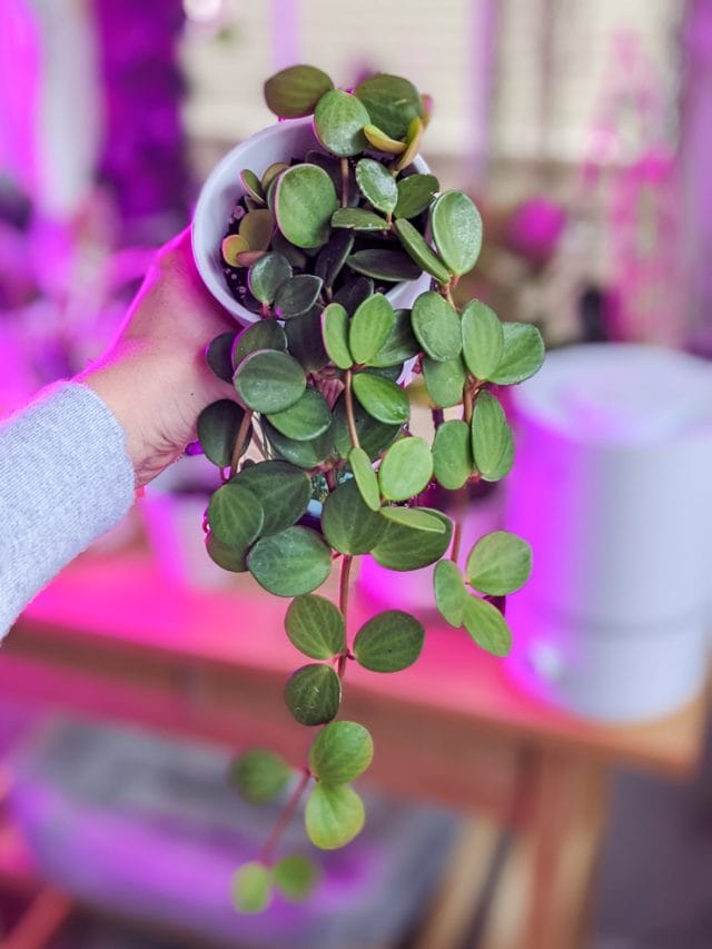Learn all about peperomia care and see all of my different plants!