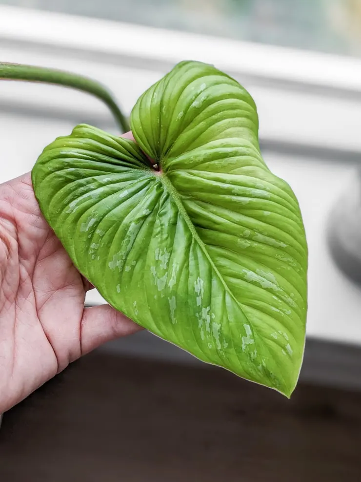 philodendron mamei