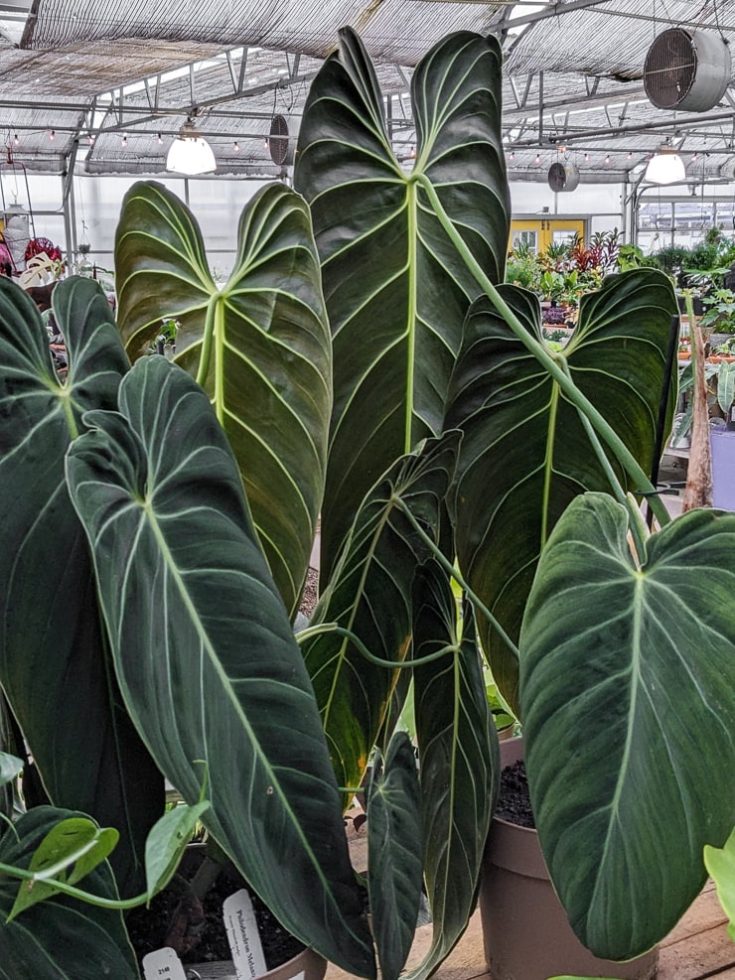 Philodendron Melanochrysum Pflege