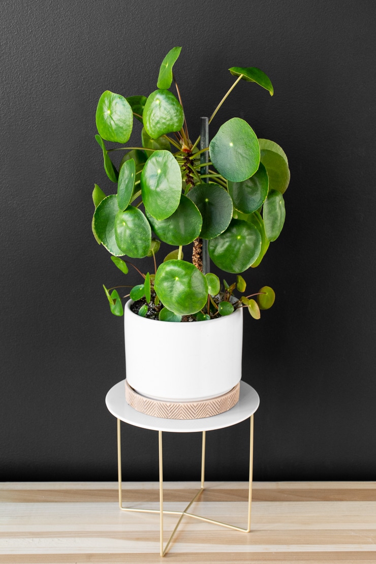 pilea peperomioides plant