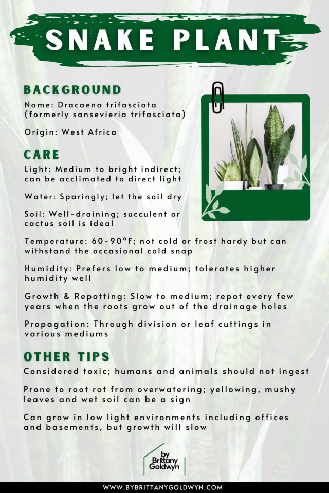 Your guide to caring for the hardy, timeless snake plant!