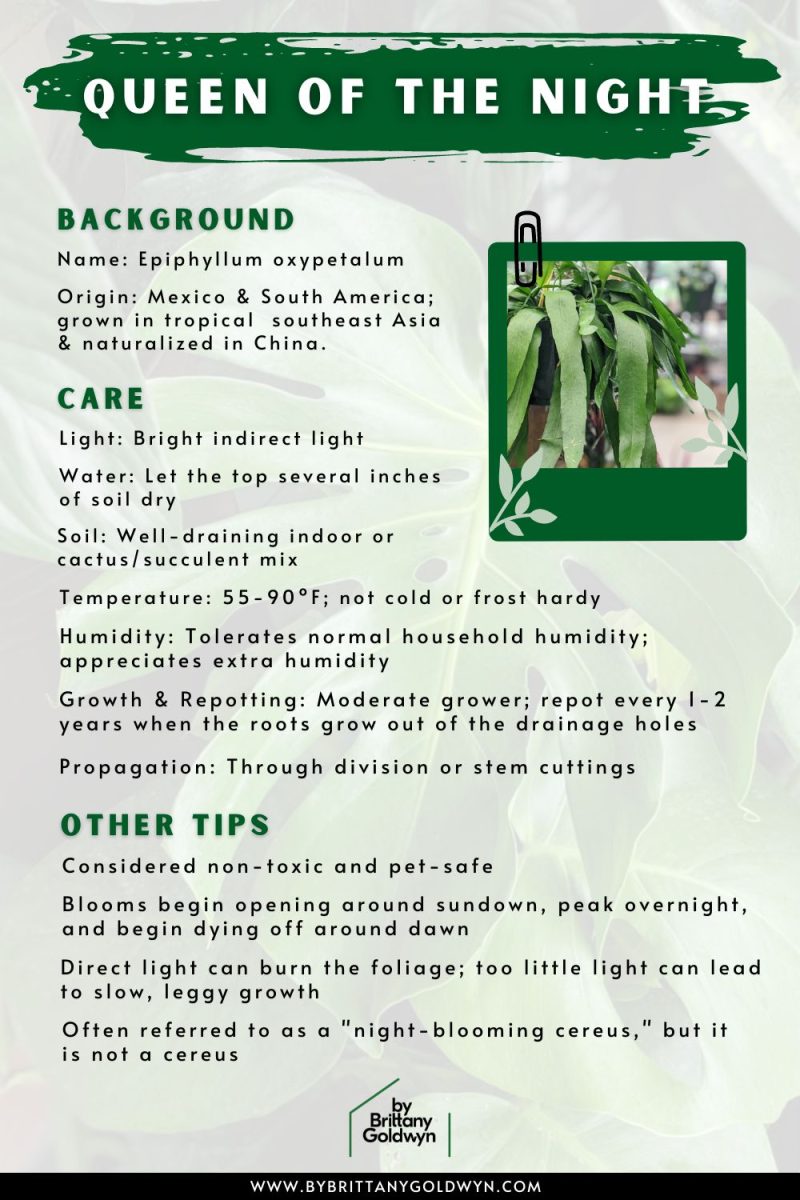 All about epiphyllum oxypetalum care, a spectacular night bloomer!