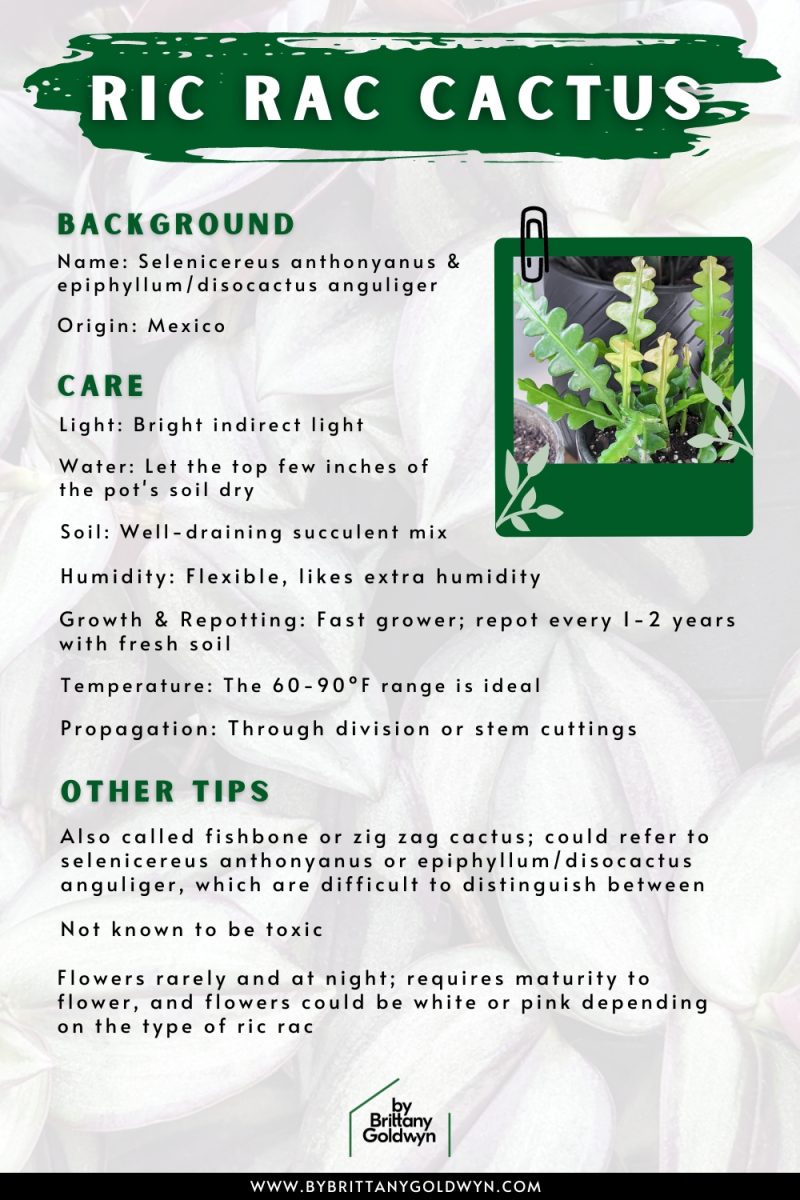 How to help the crazy ric rac cactus thrive indoors!