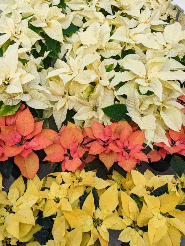 My poinsettia care guide & tips for keeping your plants healthy
