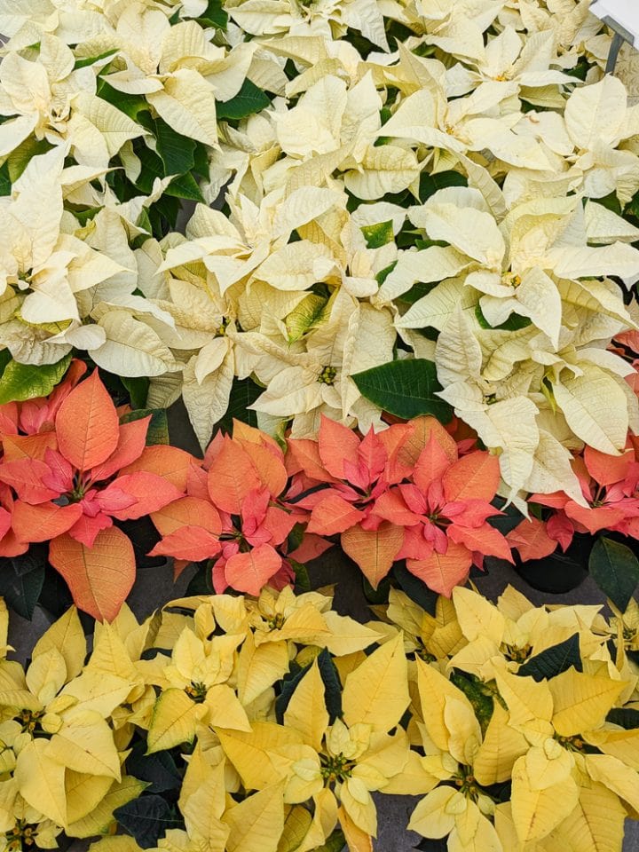 My poinsettia care guide tips for keeping your plants healthy
