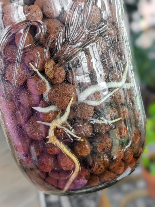 How to propagate cuttings in LECA...for complete beginners!