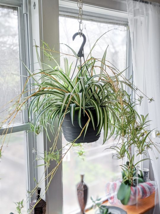 How to propagate spider plants easily in water, including babies!