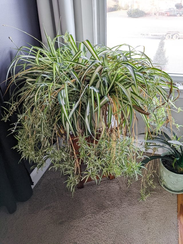 How to propagate spider plants easily in water, including babies!