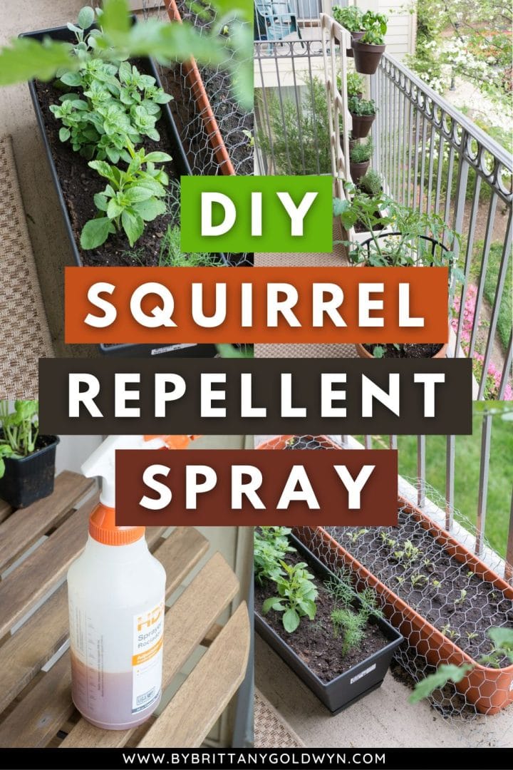 How I keep squirrels off my balcony garden with a DIY spray!