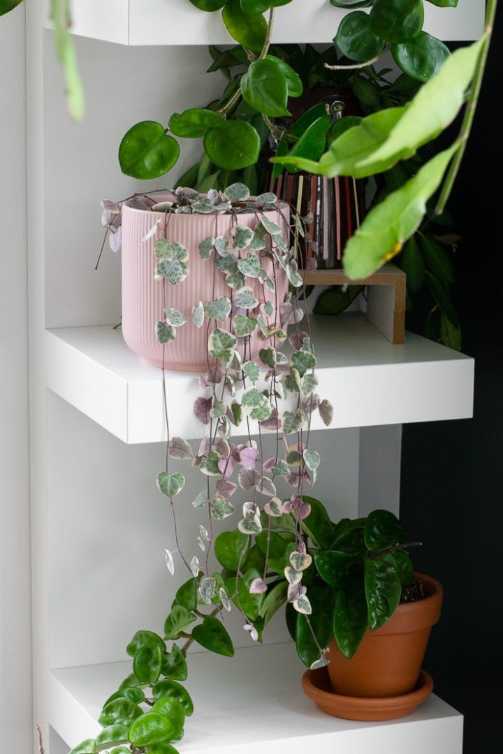 Variegated string of hearts care & all the tips you need to know!