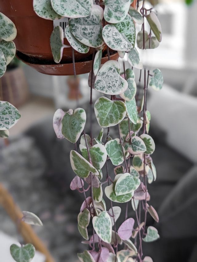 Variegated string of hearts care & all the tips you need to know!