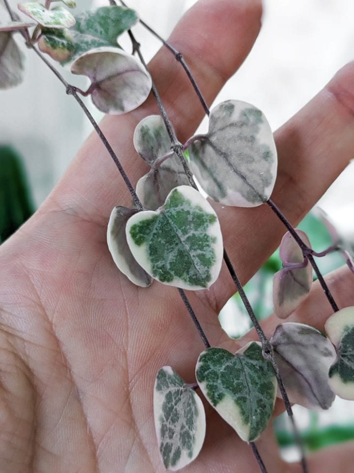 Variegated string of hearts care & all the tips you need to know!