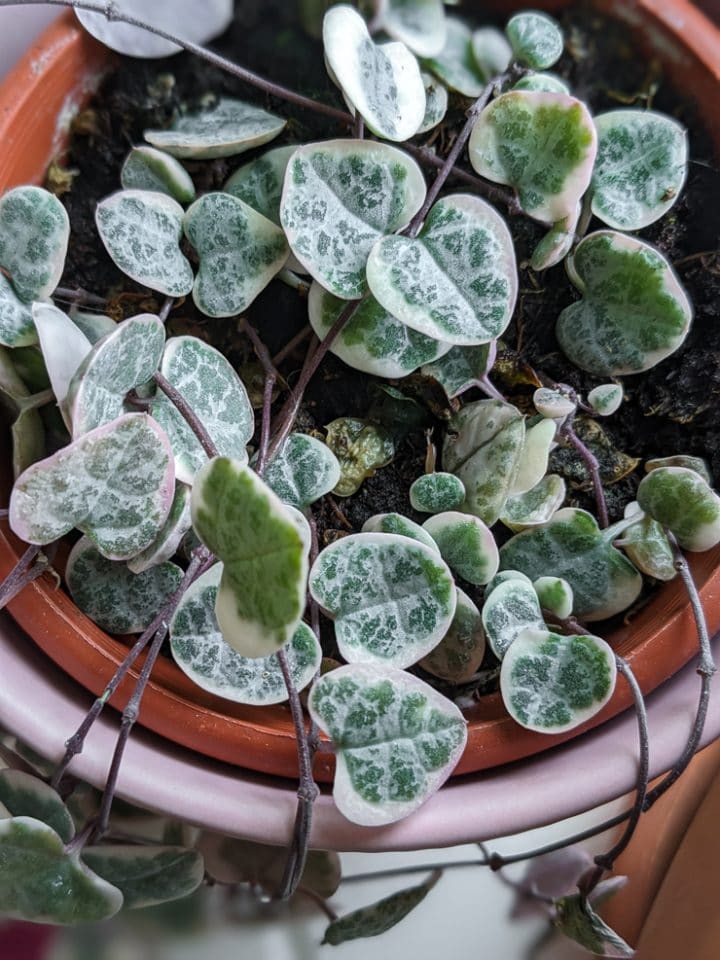 Variegated string of hearts care & all the tips you need to know!