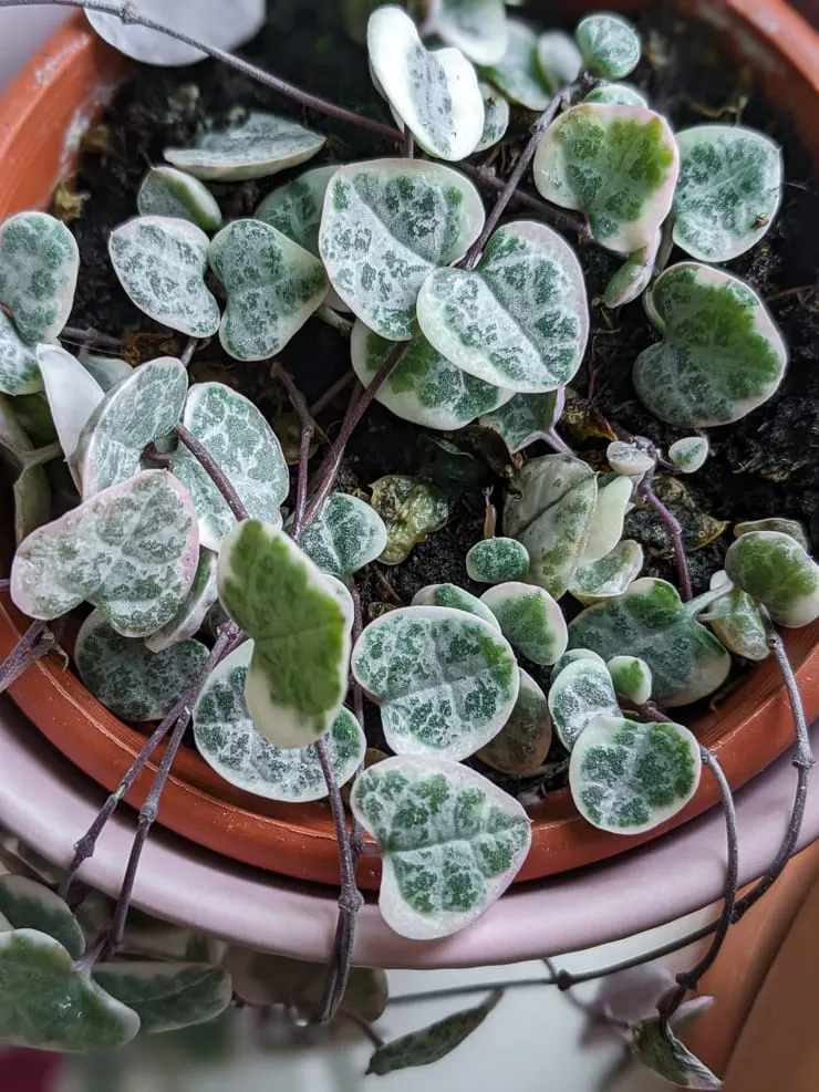 Variegated String Of Hearts Care All The Tips You Need To Know 