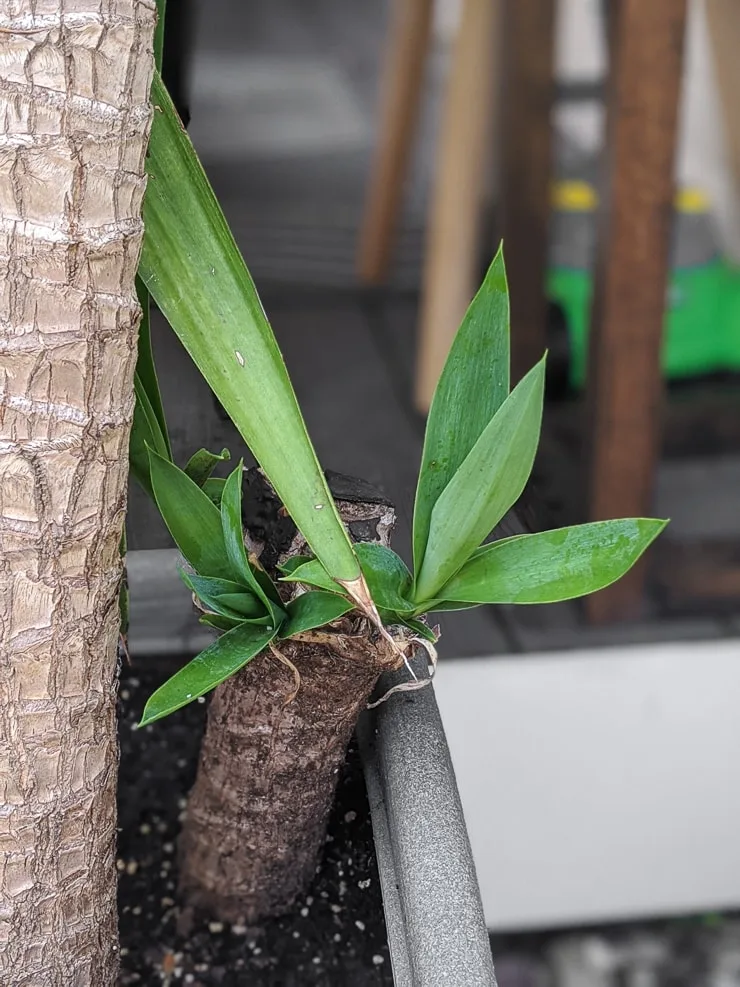 pruned yucca plant sprouting new growth