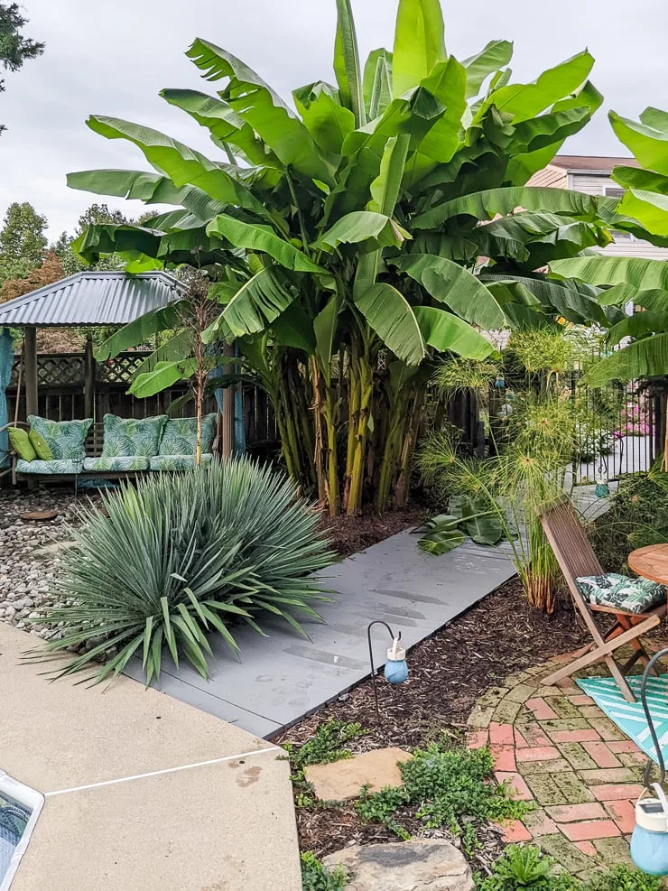 yucca and banana plants in a backyard