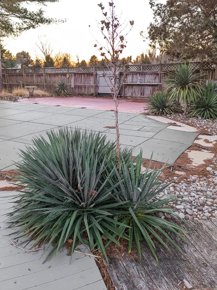 large yucca plants in the ground