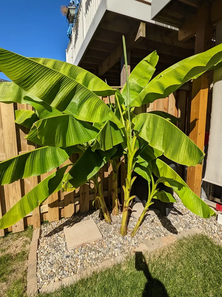 banana plants in a backyard