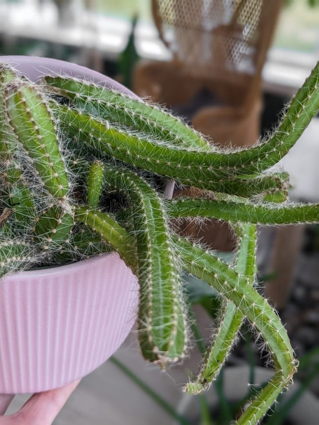Learn how to care for the very cool dog tail cactus!
