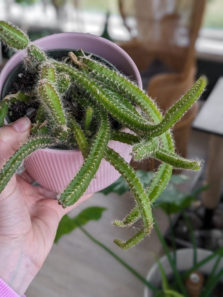 Learn how to care for the very cool dog tail cactus!