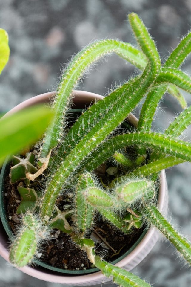 Learn how to care for the very cool dog tail cactus!