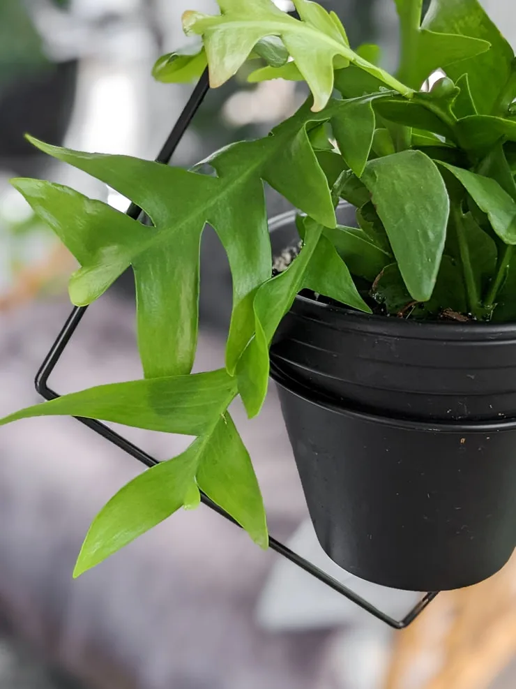 fern leaf cactus stems