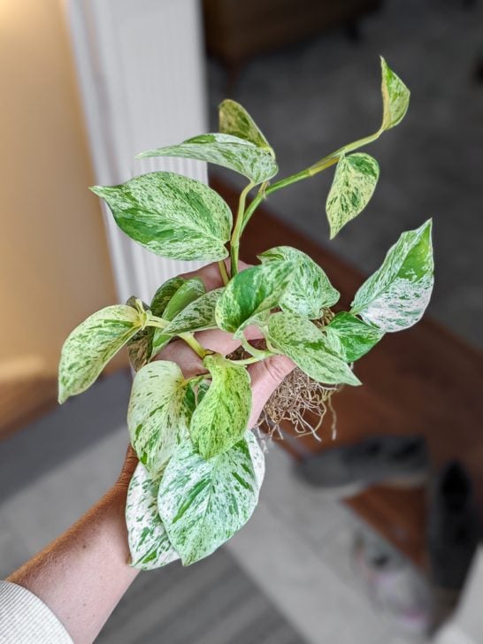 SnowQueenPothosCare15 By Brittany Goldwyn Live Creatively