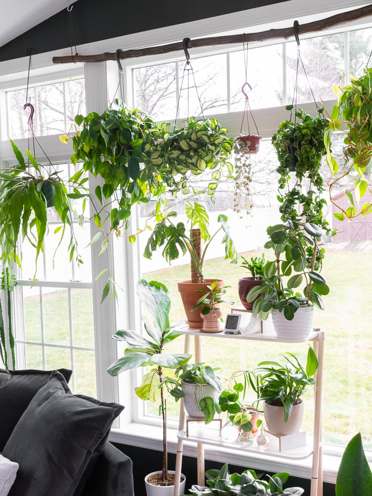 DIY tree branch hanging planter in a sunroom