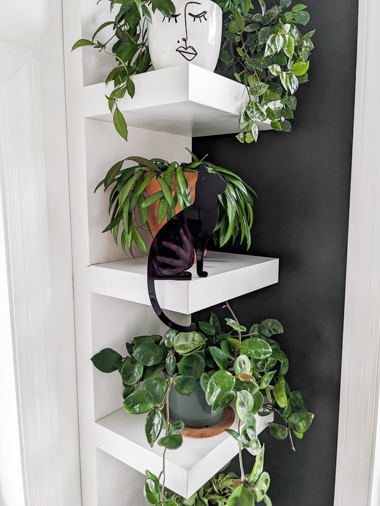 acrylic black cat on plant shelving