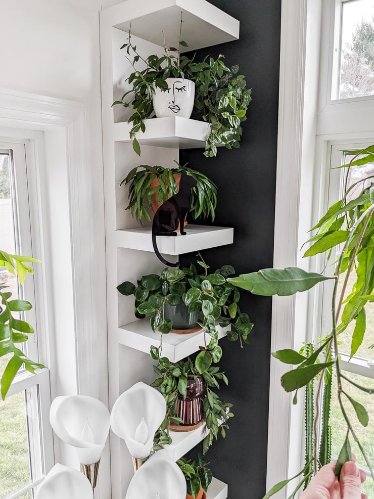 black acrylic cat on plant shelving