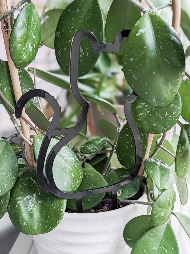 acrylic black cat houseplant trellis