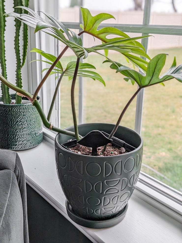 black acrylic mushroom plant stake in soil